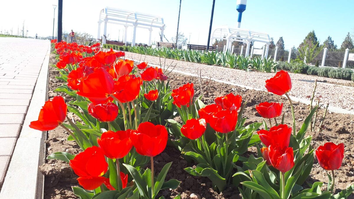 Тюльпаны на набережной Сакского озера.