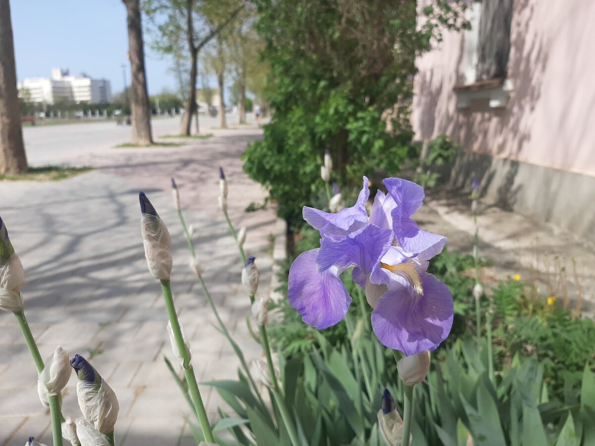 Ирисы цветут.