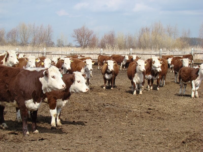  Пастбищ не хватает, но власти работают над решением вопроса В Северной Осетии сложилась определенная структура потребления мясных продуктов.