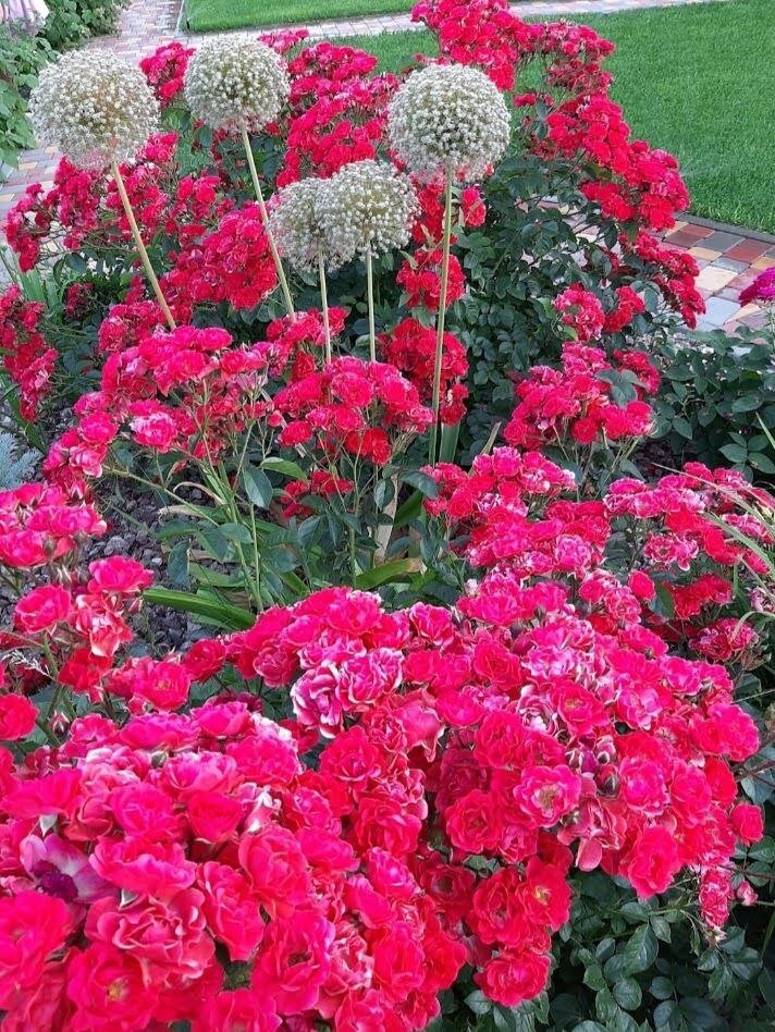 Роза без названия)