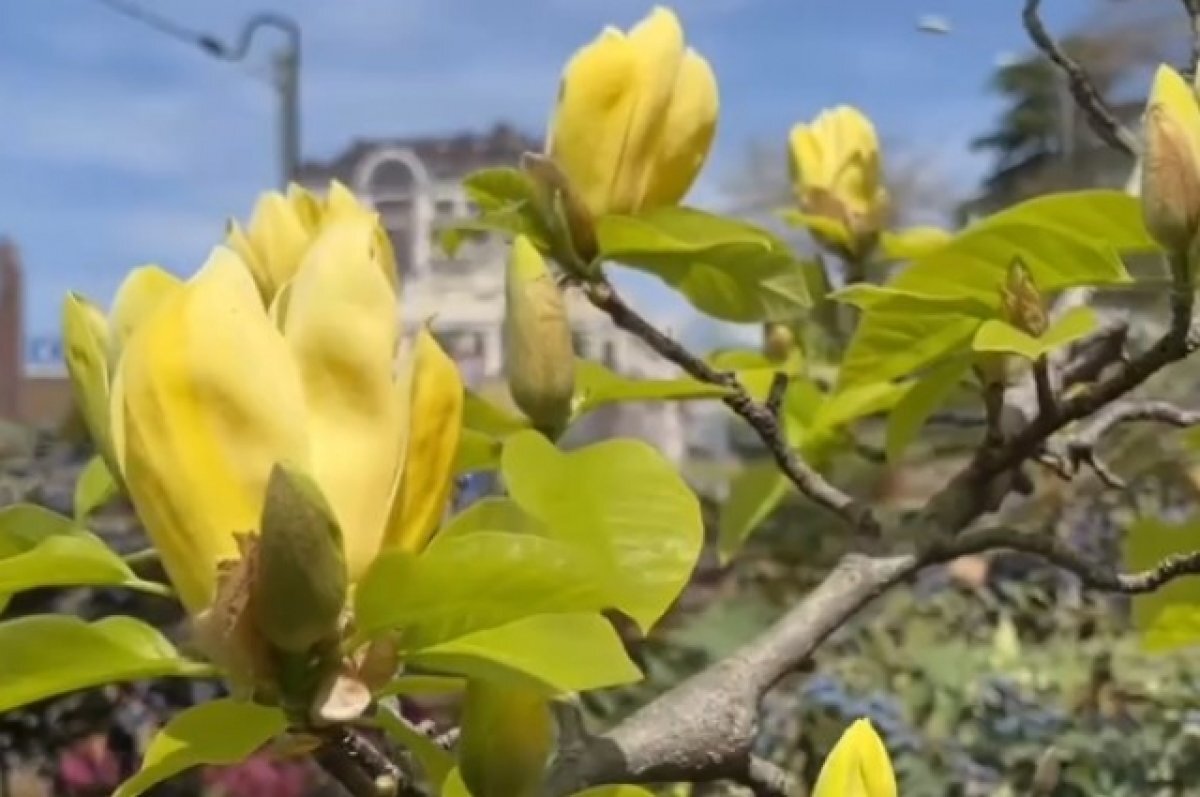    В Сочи расцвела самая редкая в Краснодарском крае магнолия бруклинская