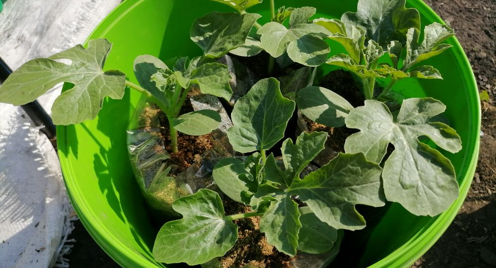 Когда сажать арбузы и дыни на рассаду, уход и формирование