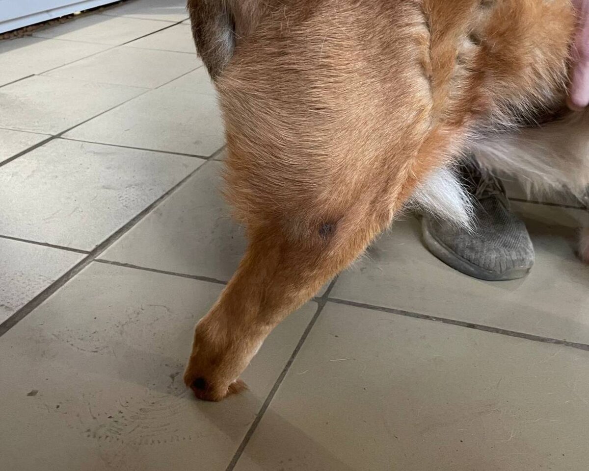 Пример ампутации с культей и без