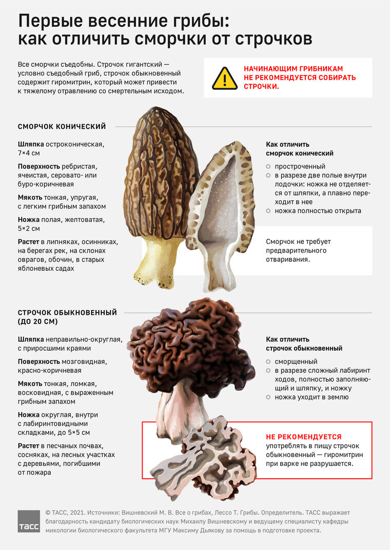 Где и когда собирать первые весенние грибы сморчки и строчки, как их  правильно готовить | УРА.РУ | Дзен