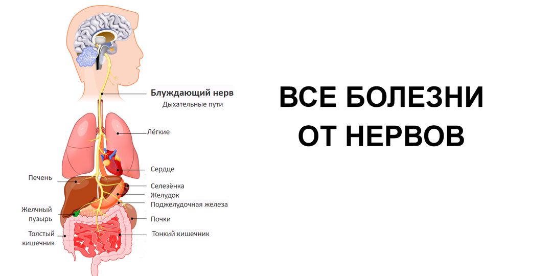 Все болезни – от нервов? Правда ли это и как связана нервная система со всем организмом
