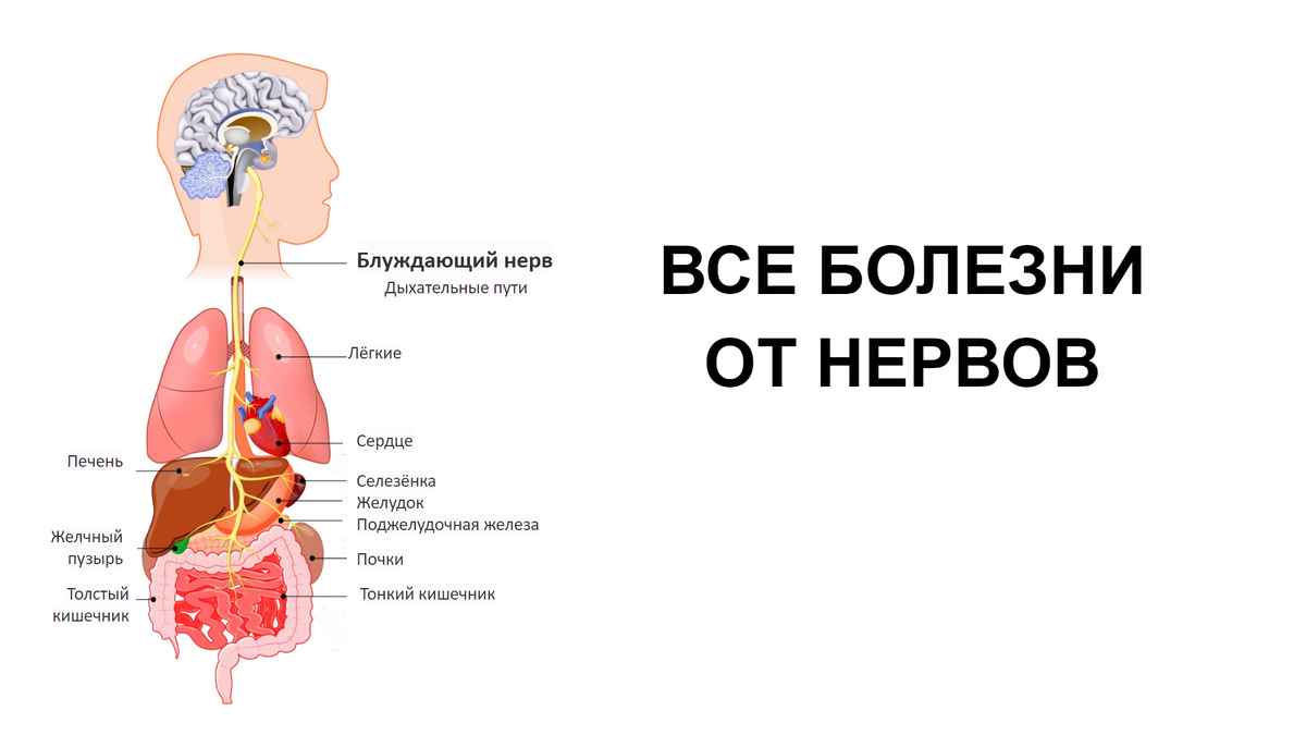 Все болезни – от нервов? Правда ли это и как связана нервная система со  всем организмом | О здоровье: с медицинского на русский | Дзен