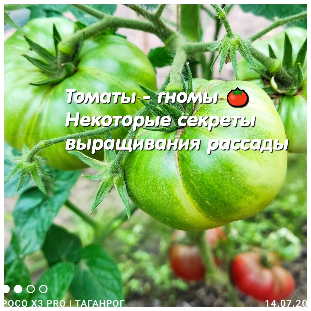 Гном Дикий Фред