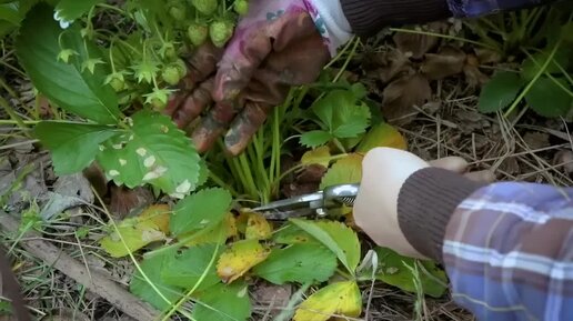 Как правильно ухаживать за клубникой. Дачный агроном поможет преодолеть временные трудности на пути к урожаю. Приходите t.me/dachnyagronom