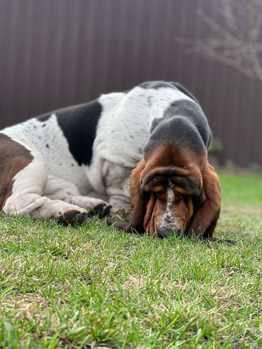 https://www.pedigreedatabase.com/basset_hound/dog.html?id=3252312-milanders-rich-house-vincent%3F_v%3D20230730035730
В питомнике "Lily Crown "
Новый кобель бассет хаунд! 

💥Milander’s Rich house Vinsent💥
✅ЛАВР
мама: BIG LONG BLUE’S ETOILE /импорт из известного питомника Бразилии/

папа: MILANDER’S RICH HOUSE ANGELO/крови известных питомников Италии, Польши, Голландии, Бразилии/
Дата рождения 16.04.23.