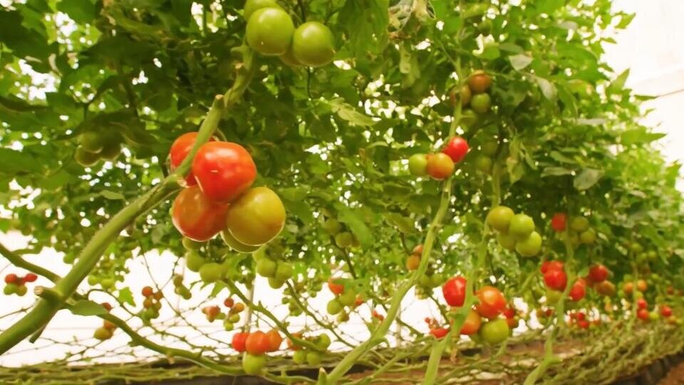 Фото: © Скриншот видео