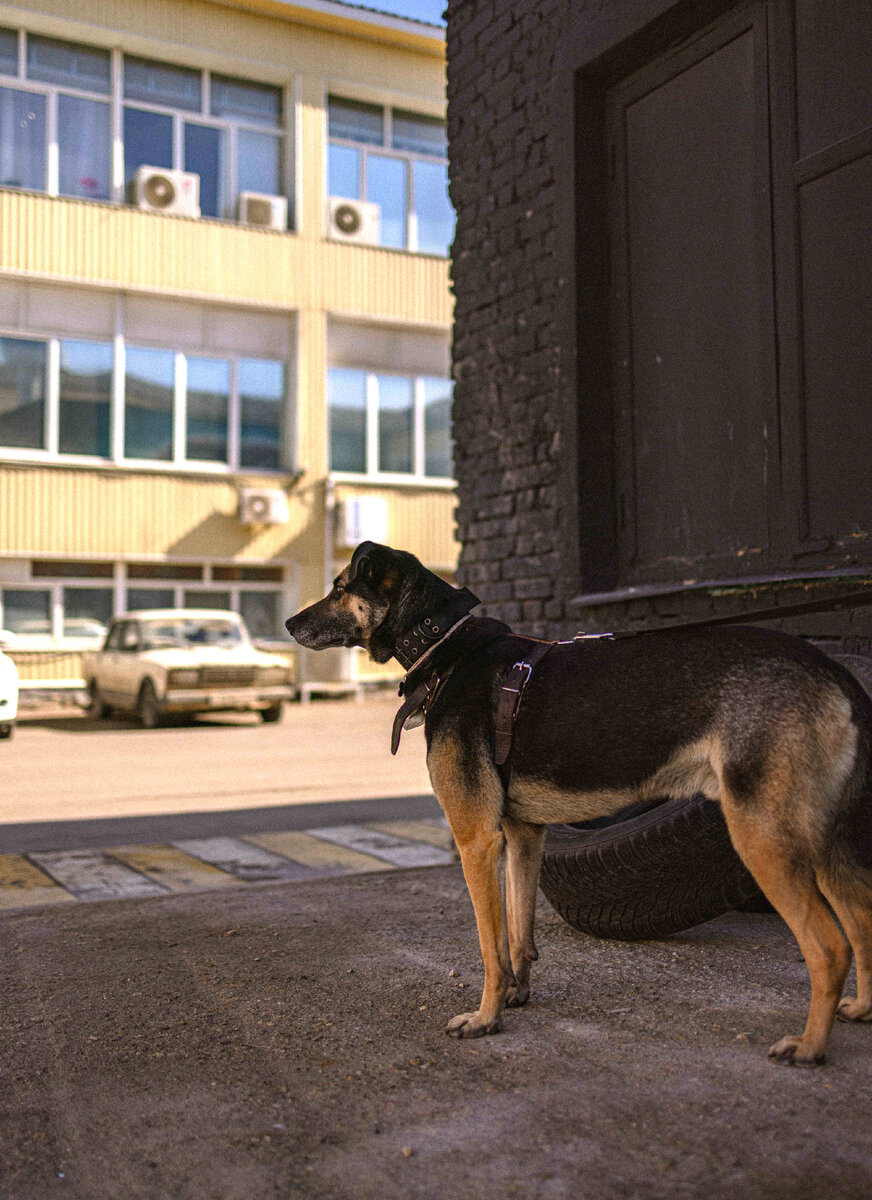 Мот на городской фотосессии. В добрые руки уникальный пес. | Dogs Republik.  Команда волонтеров приюта для животных в ТиНАО Москва. | Дзен