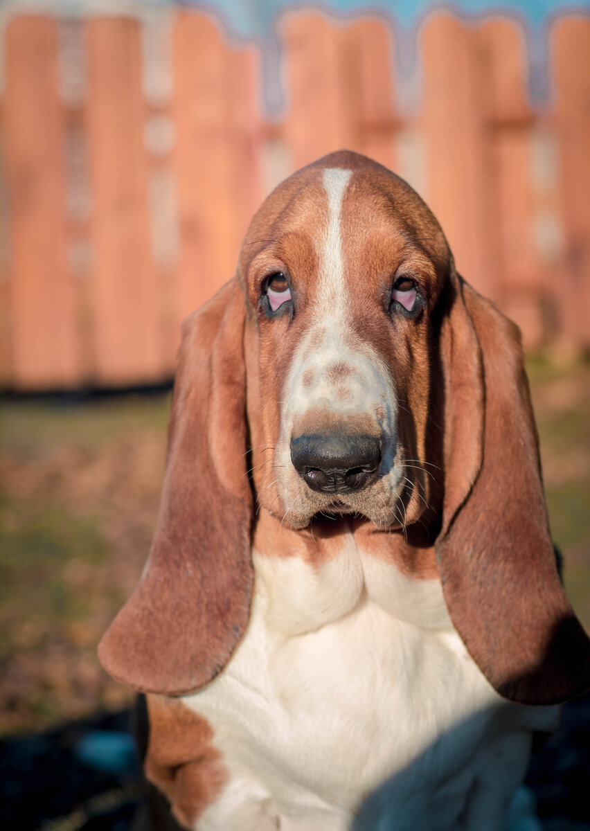 Фотография из архива питомника.