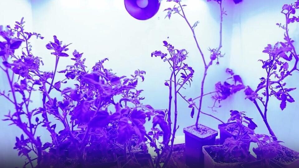 Фото: © Скриншот видео