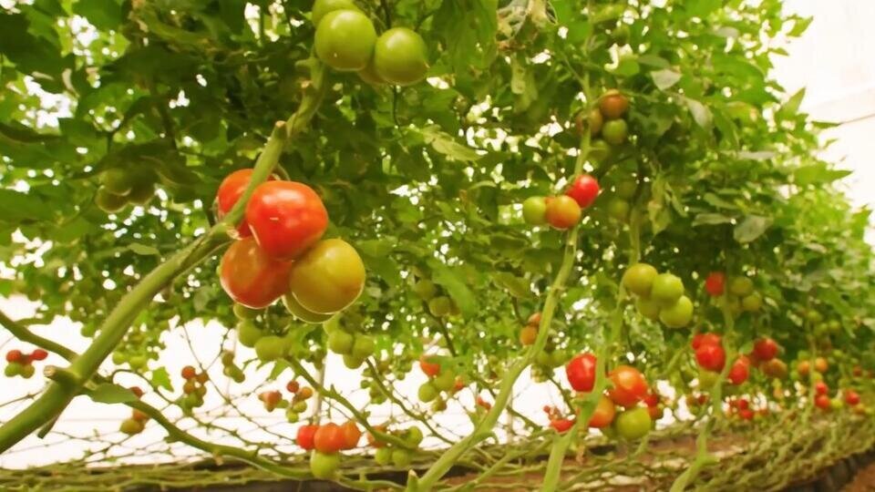 Фото: © Скриншот видео