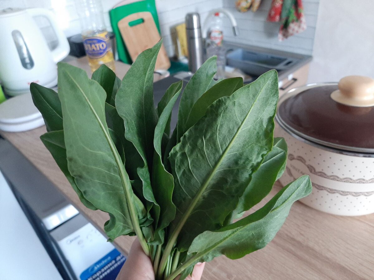 Букет из свежего щавеля.