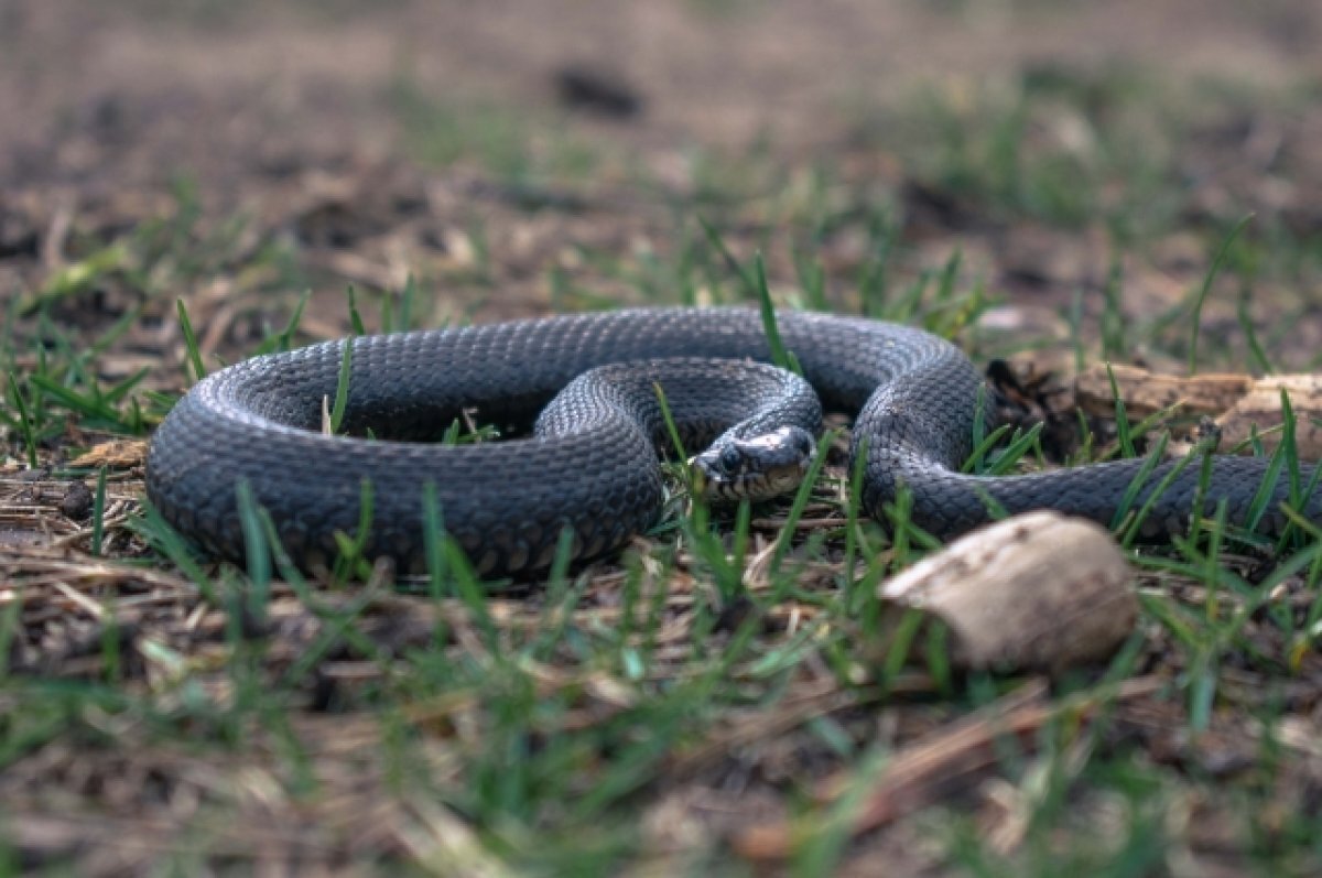    В подъезде жилого дома в Москве нашли черную змею
