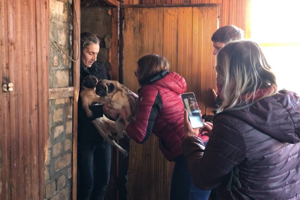    На пушистых узников, вывезенных из дома женщины живыми, едва хватило волонтерских машин.