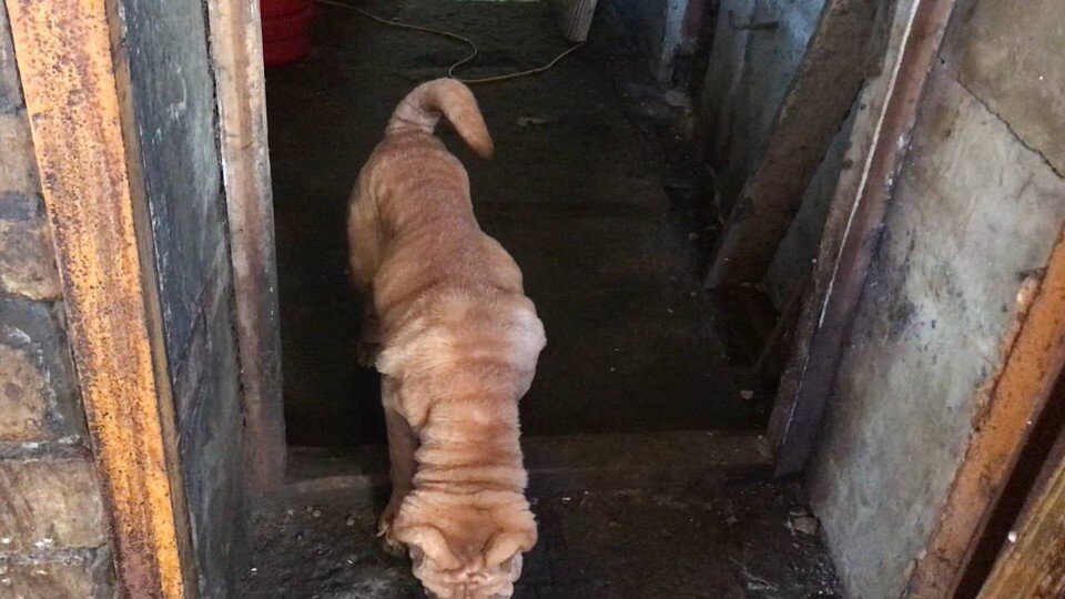    Освобожденные собаки пытались напиться, слизывая воду с порога двери.