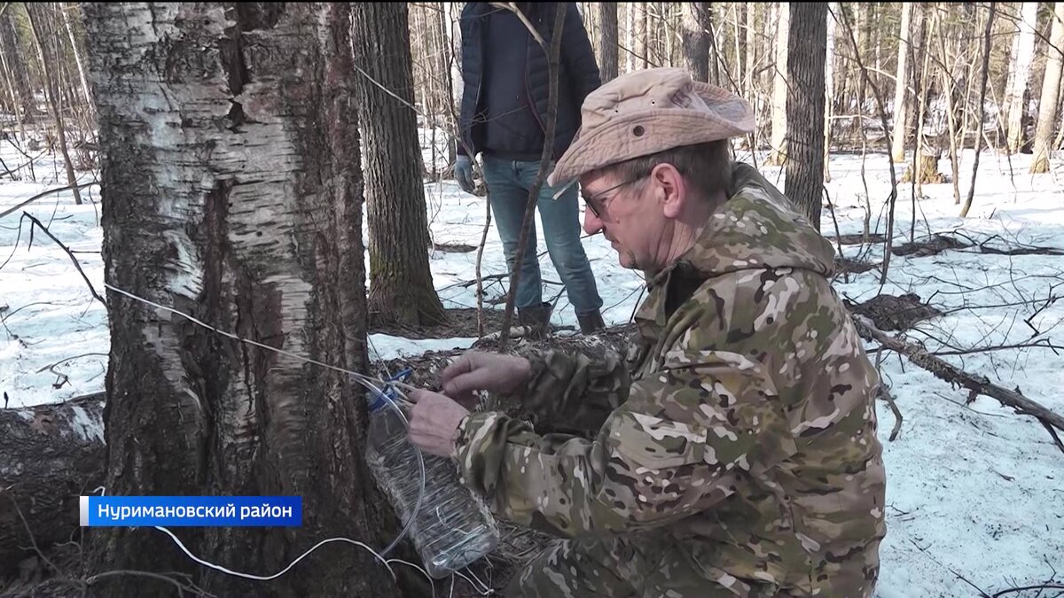 В Башкирии начался сезон сбора березового сока - репортаж 