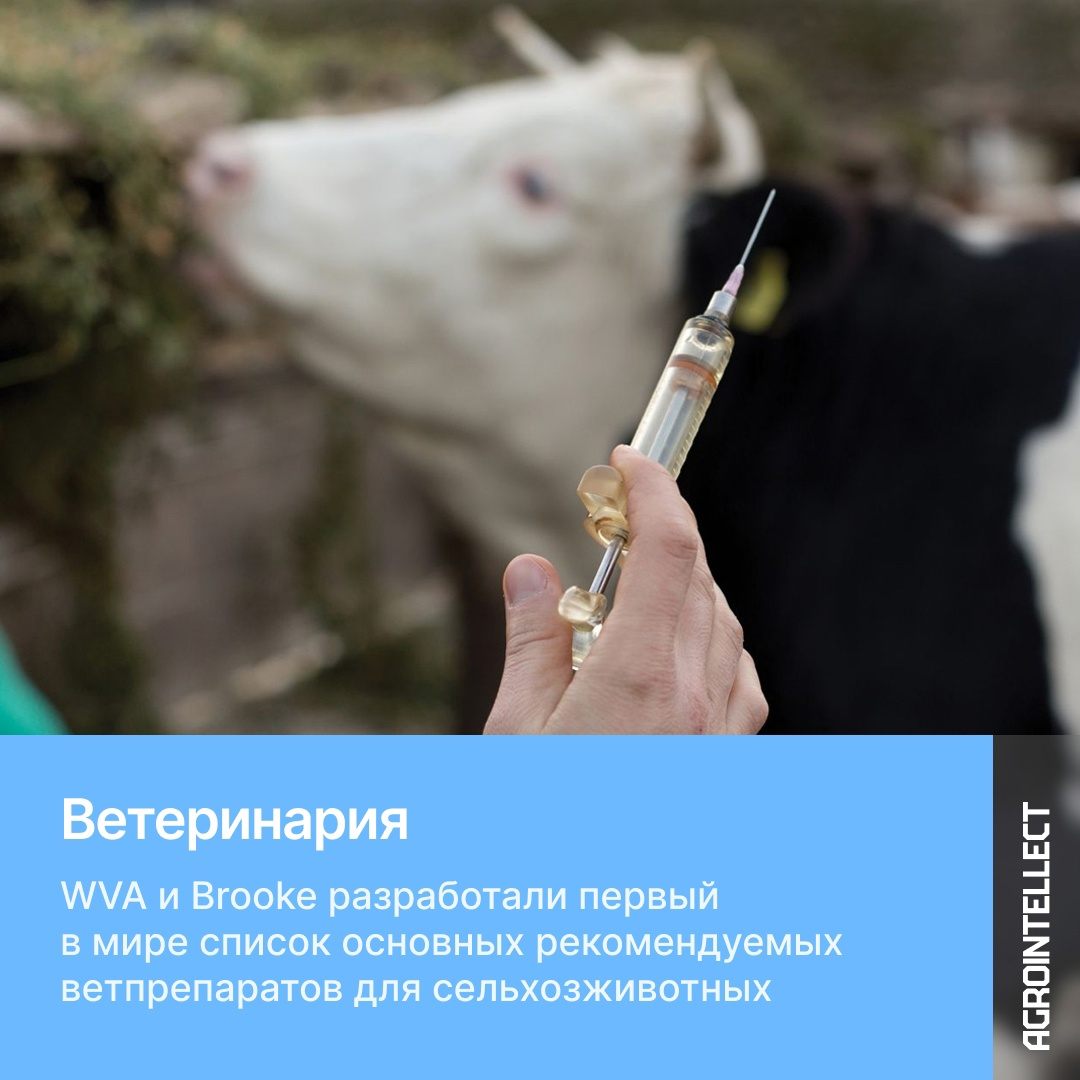 Всемирная ветеринарная ассоциация (WVA) и международная благотворительная организация по защите лошадей, ослов и мулов Brooke презентовали перечень основных рекомендуемых ветеринарных препаратов для