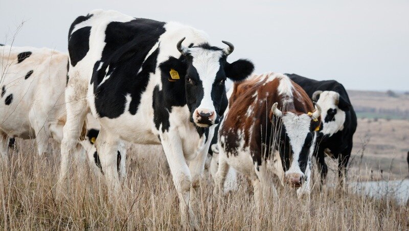      Фото: ИА «Победа26»