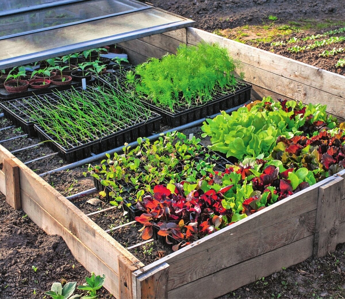    Парники в основном используют ранней весной для выращивания рассады растений с длинным вегетационным периодом