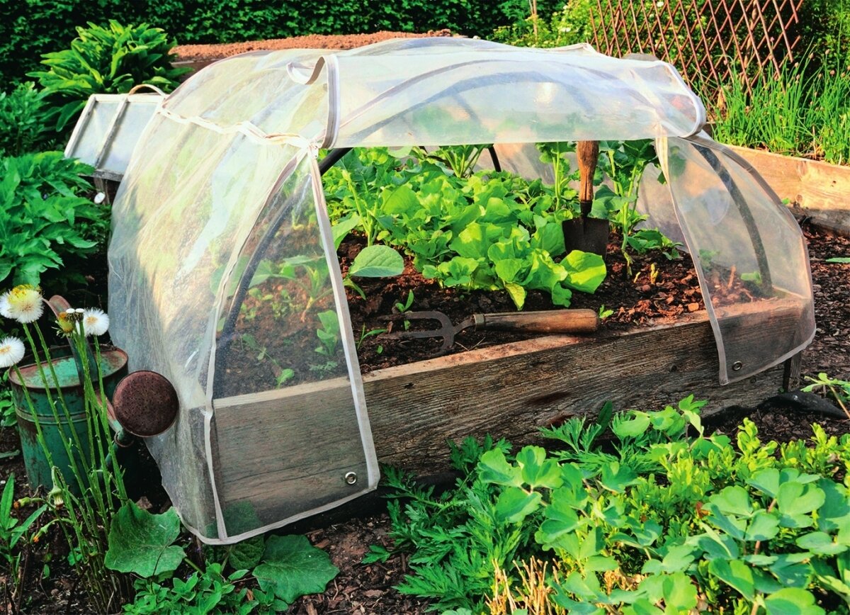    Тоннель из дуг с натянутой на них пленкой — самый распространенный вариант парника