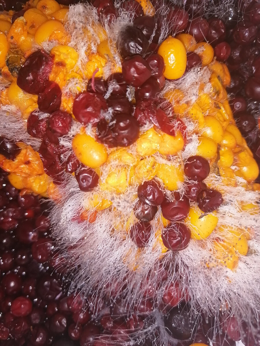 А миколог я успешный