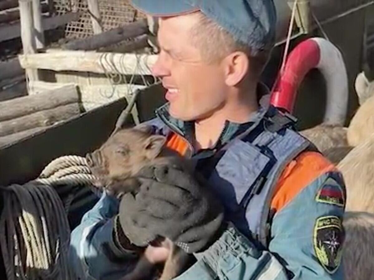    Спасатели МЧС эвакуировали на плавающем транспортере стадо свиней и коз в селе Студеное Илекского района Оренбургской области© МЧС России