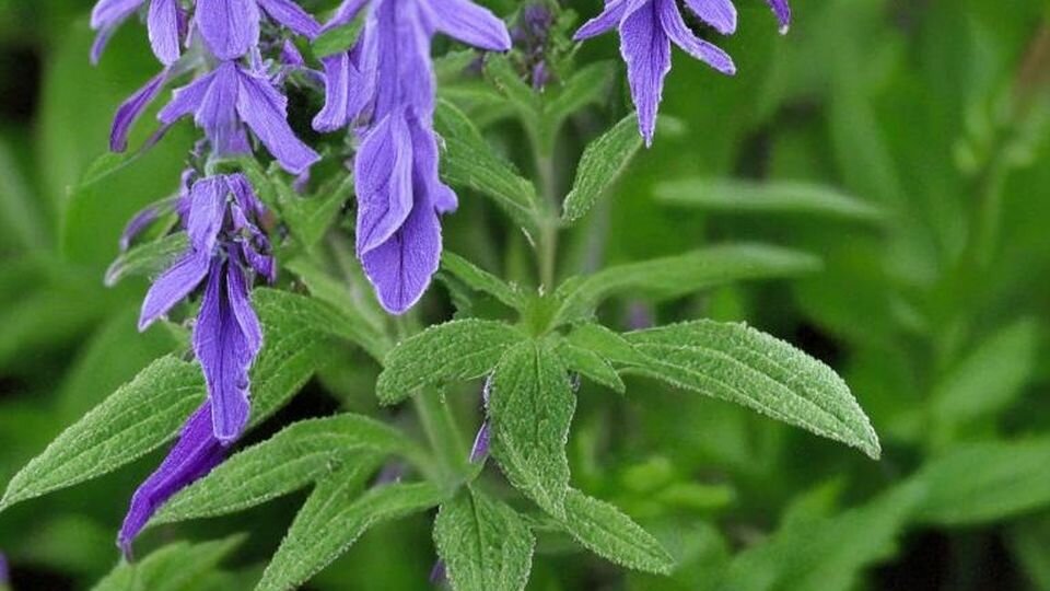 САД / ОГОРОД / ДАЧА