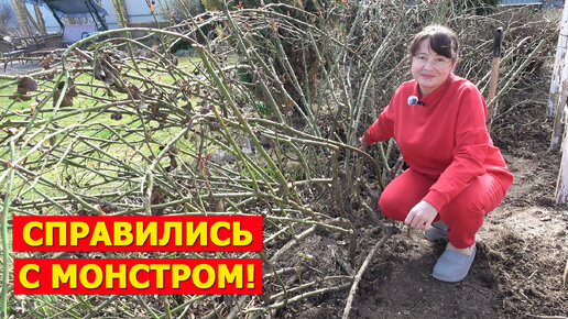 Каждый год мучимся! ОБРЕЗКА СТАРОЙ ПЛЕТИСТОЙ РОЗЫ.