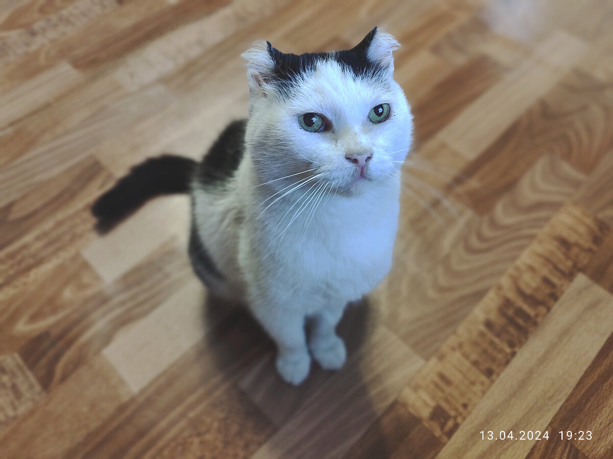 Кот Саша, 12 лет: Ксень, ну давай смотреть на вещи объективно. Я однозначно красивее, чем ты