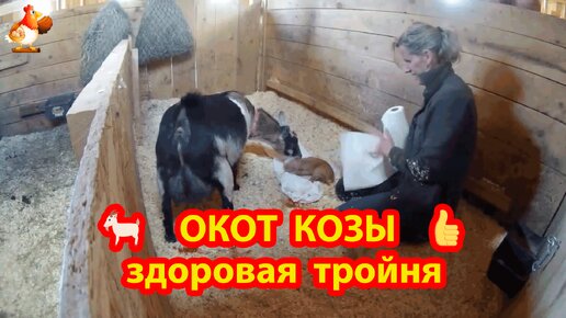 Окот козы 3-мя козлятами прошел успешно 🐐 Порода Нигерийская карликовая 👍 Счастья им козлиного 😂😂😂