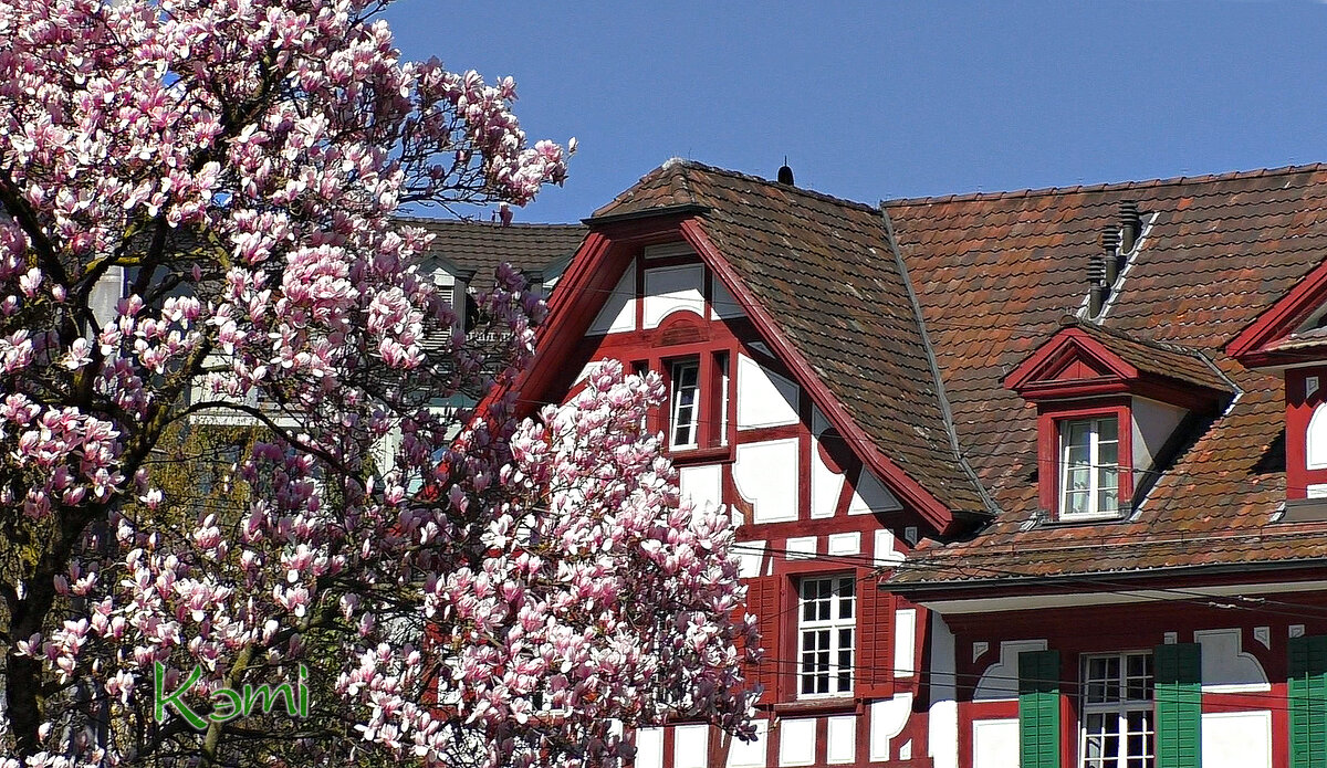 В Люцерне (Швейцария) цветет магнолия. 25 марта 2024.