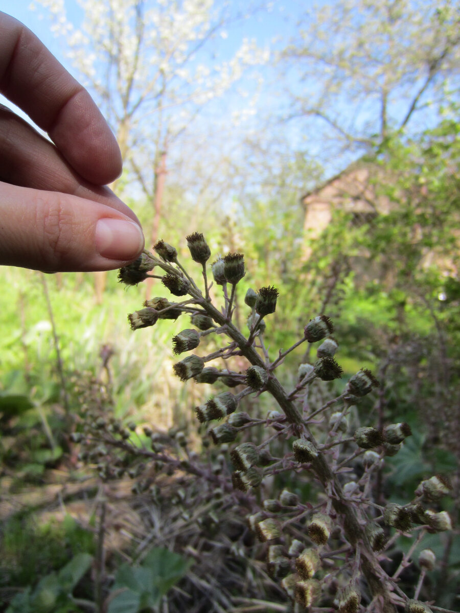 Вроде скромный цветочек. Но именно из-за него весь сыр-бор. Цветение белокопытника в мае