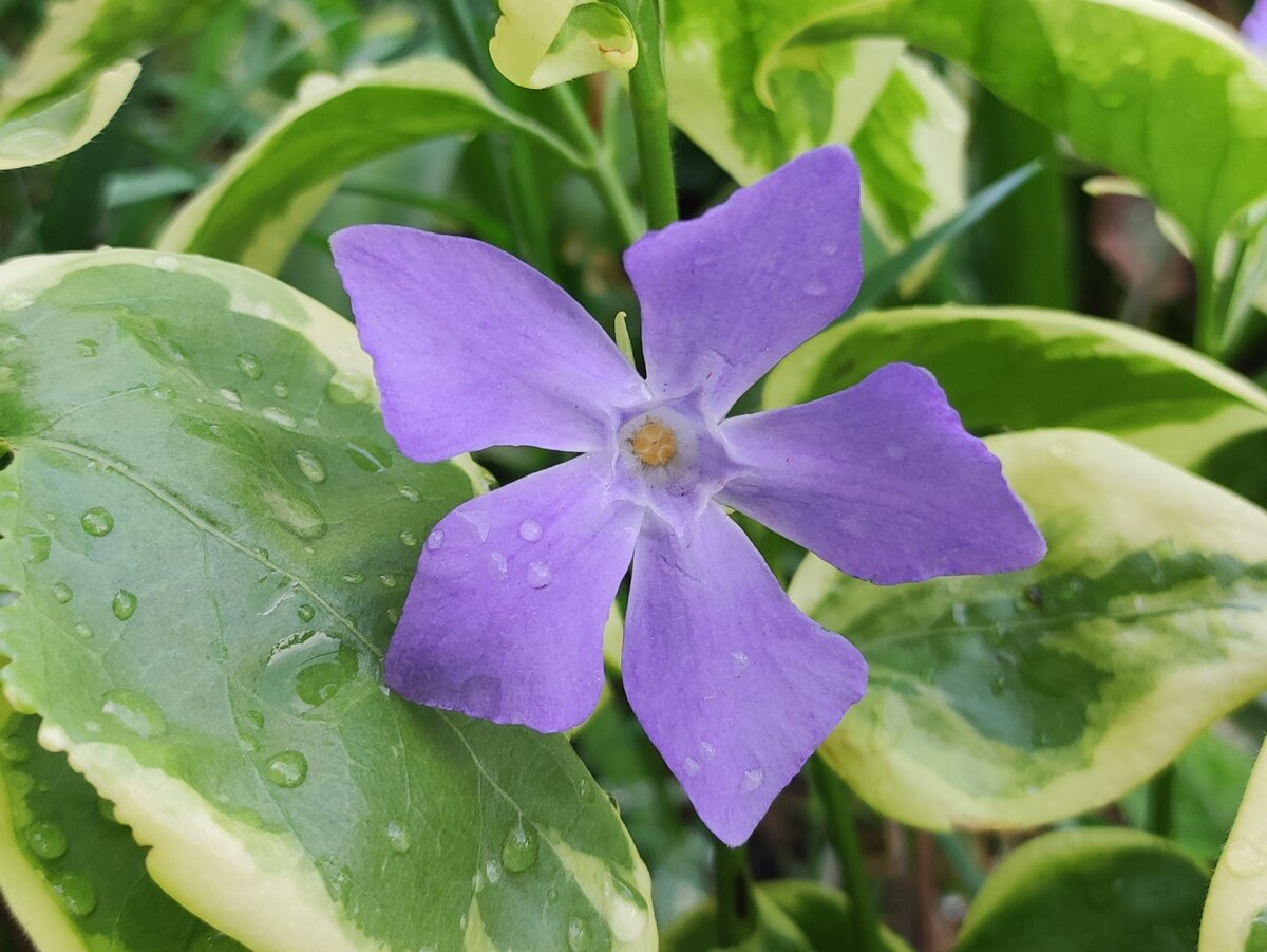 Барвинок вариегатный зацвел в саду