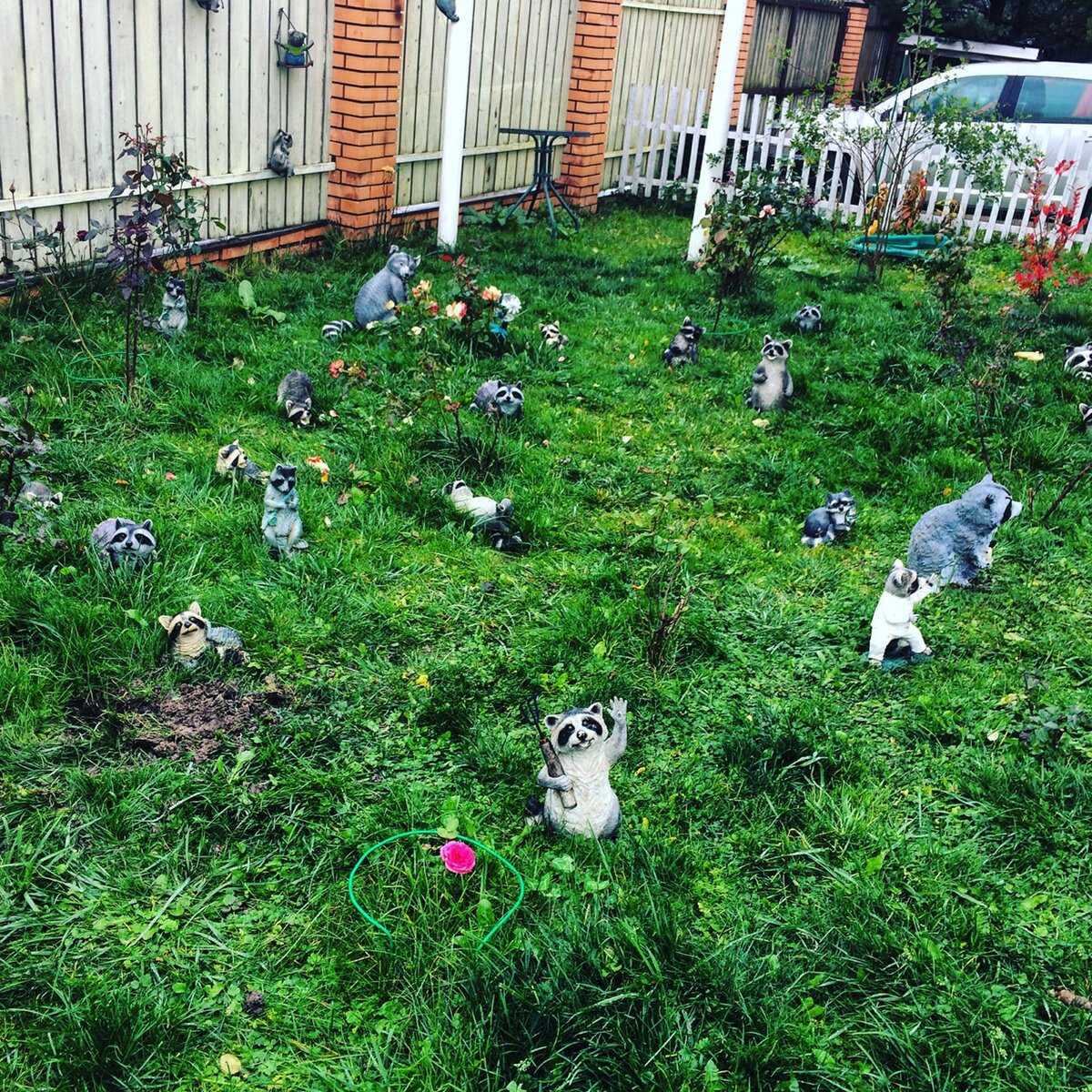 Территория дома енота.