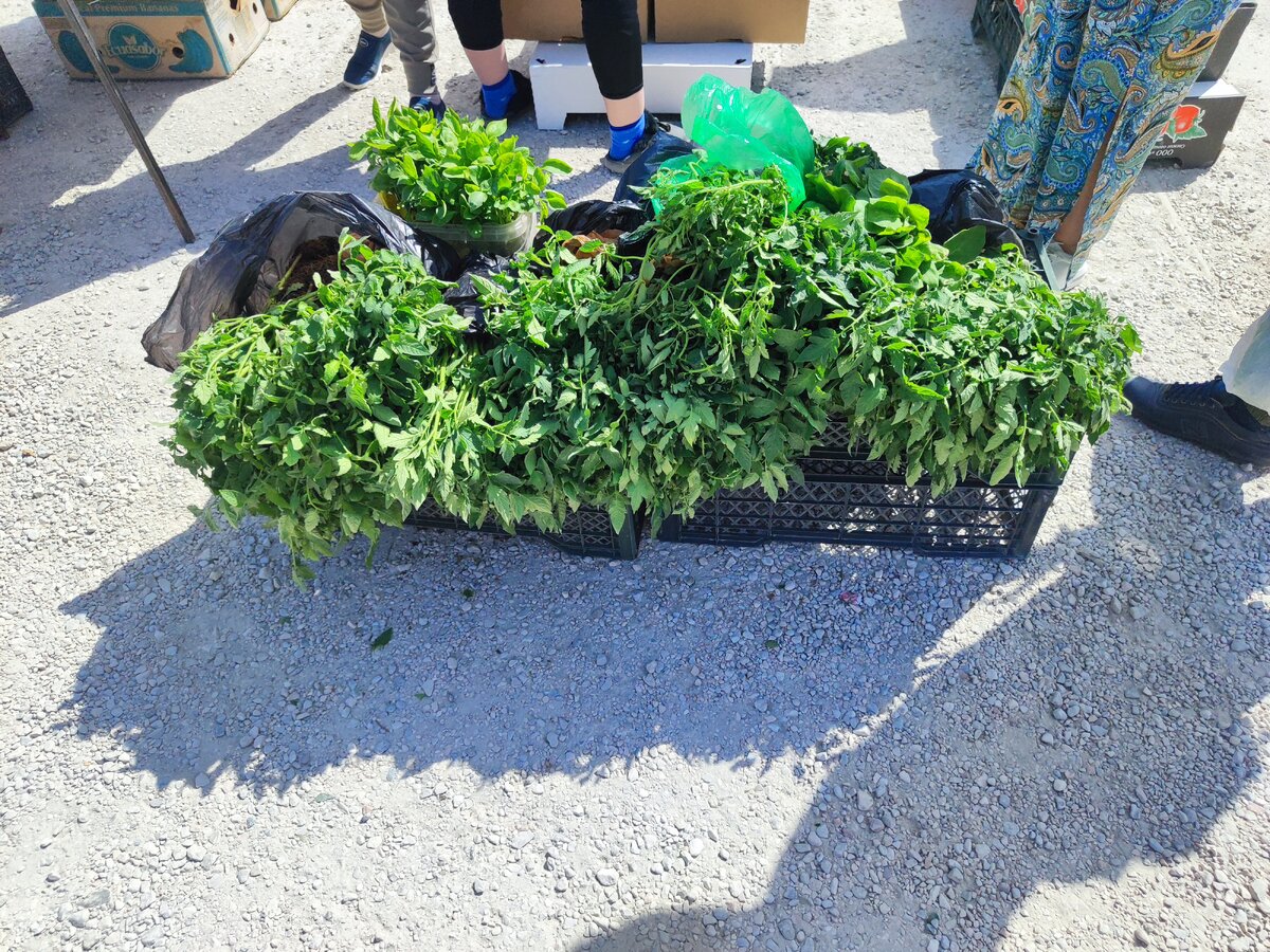 сегодня на рынке появилась рассада