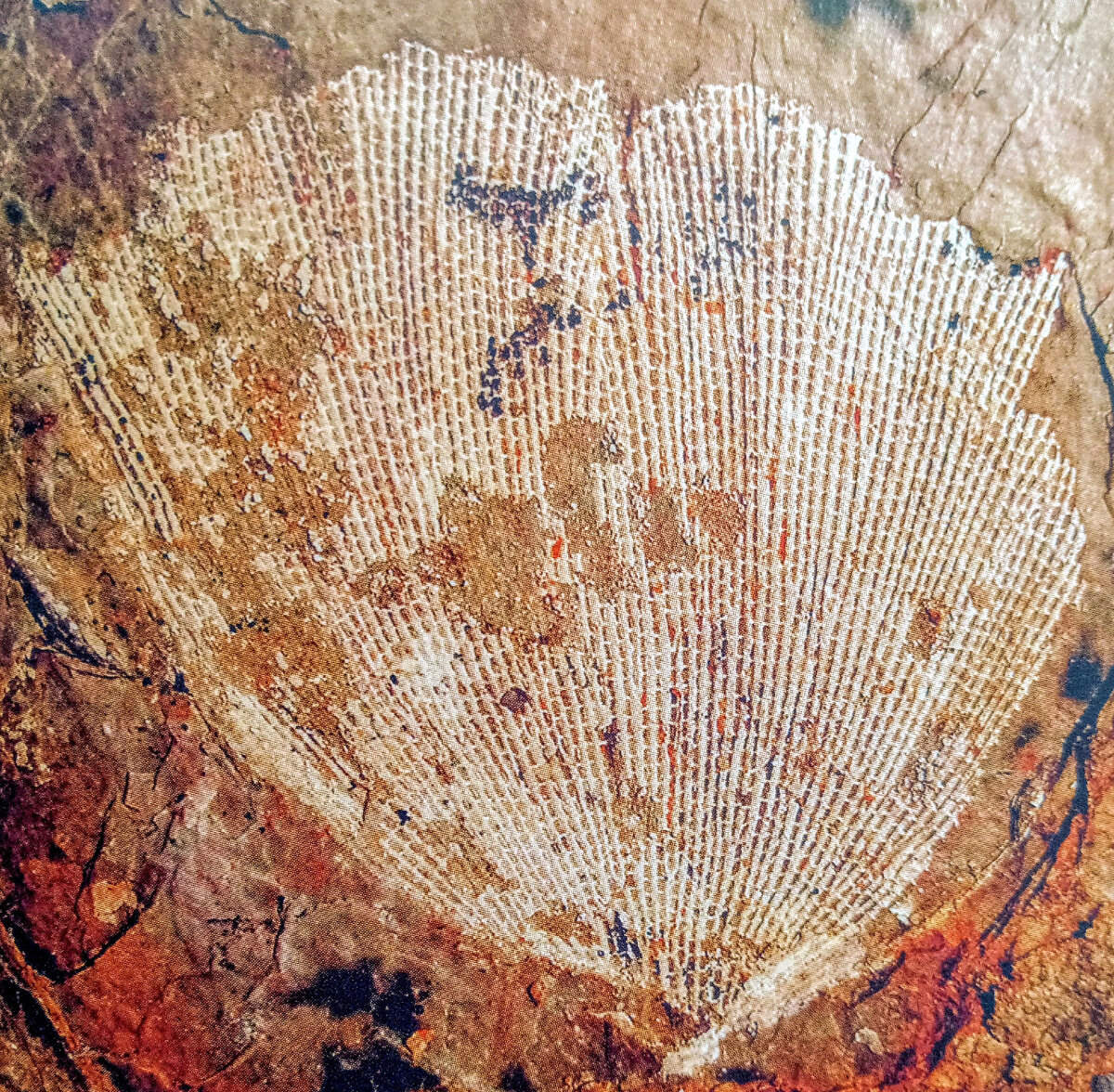 Мшанка Fenestella sp. из карьера Заборье (иллюстрация из книги "Палеонтология Москвы и Подмосковья")