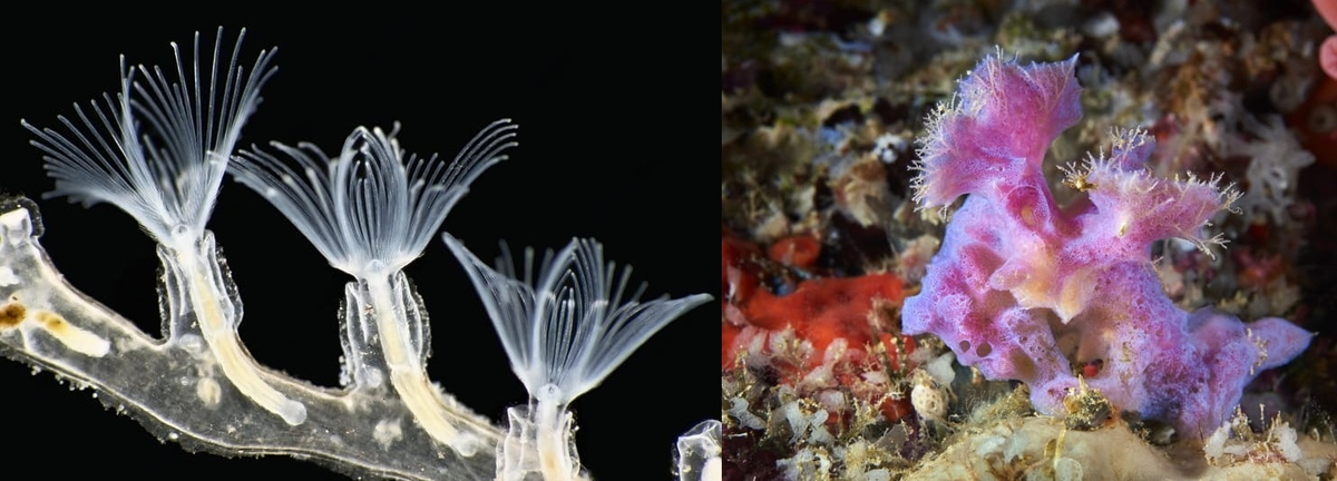 Мшанка и её зооиды под микроскопом.