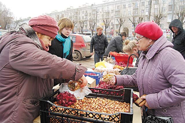    Лук-севок продаётся разных размеров и очень часто покупатели не знают, что означают эти размеры. Фото:  АиФ