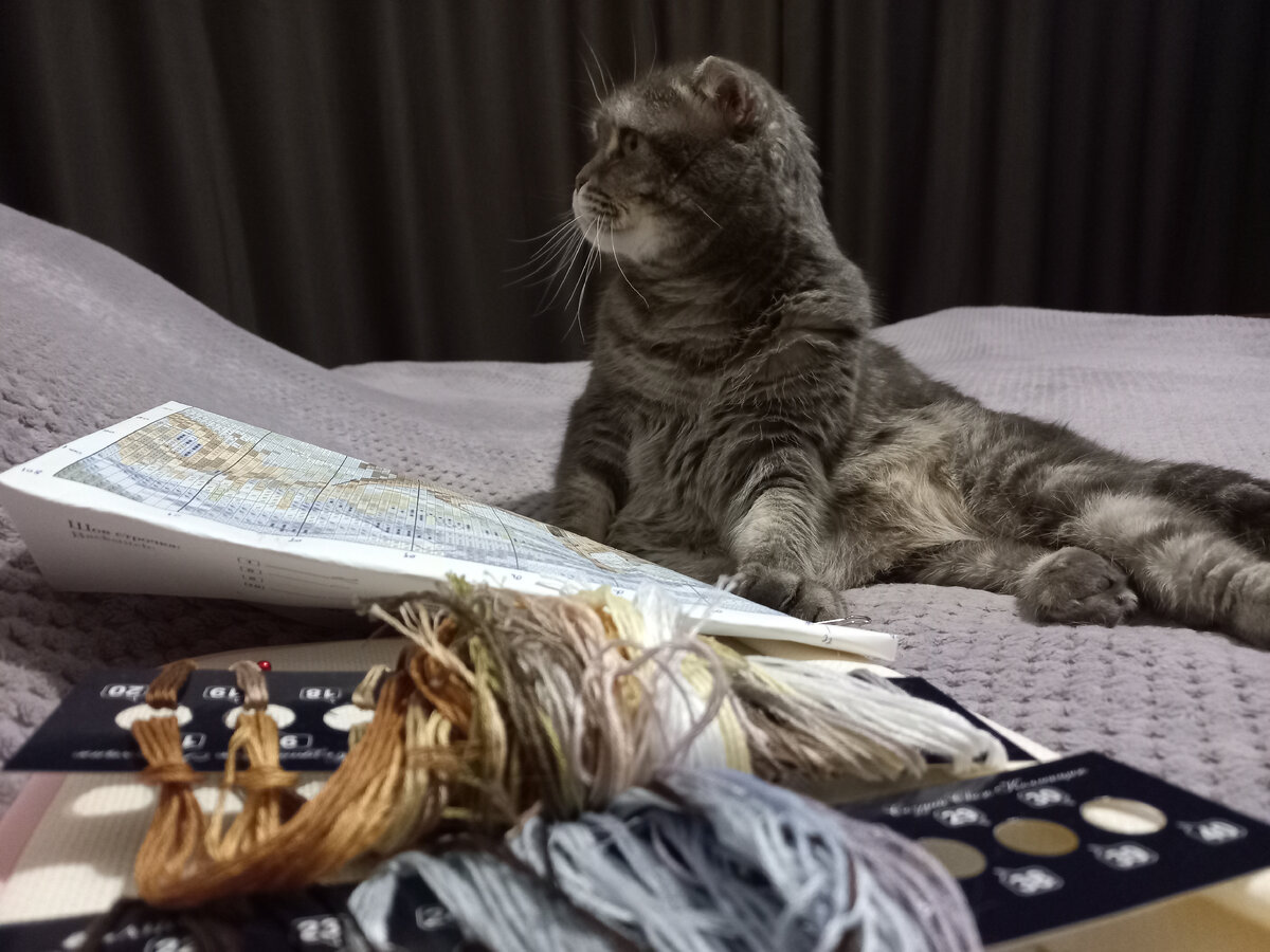 Кошечка Плюшечка задумалась о смысле бытия... 