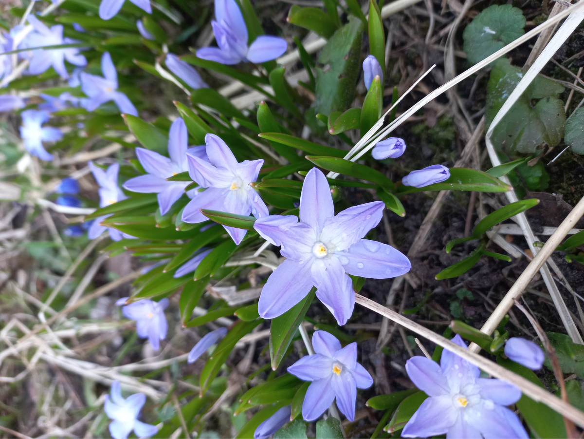 Цветочки после дождя