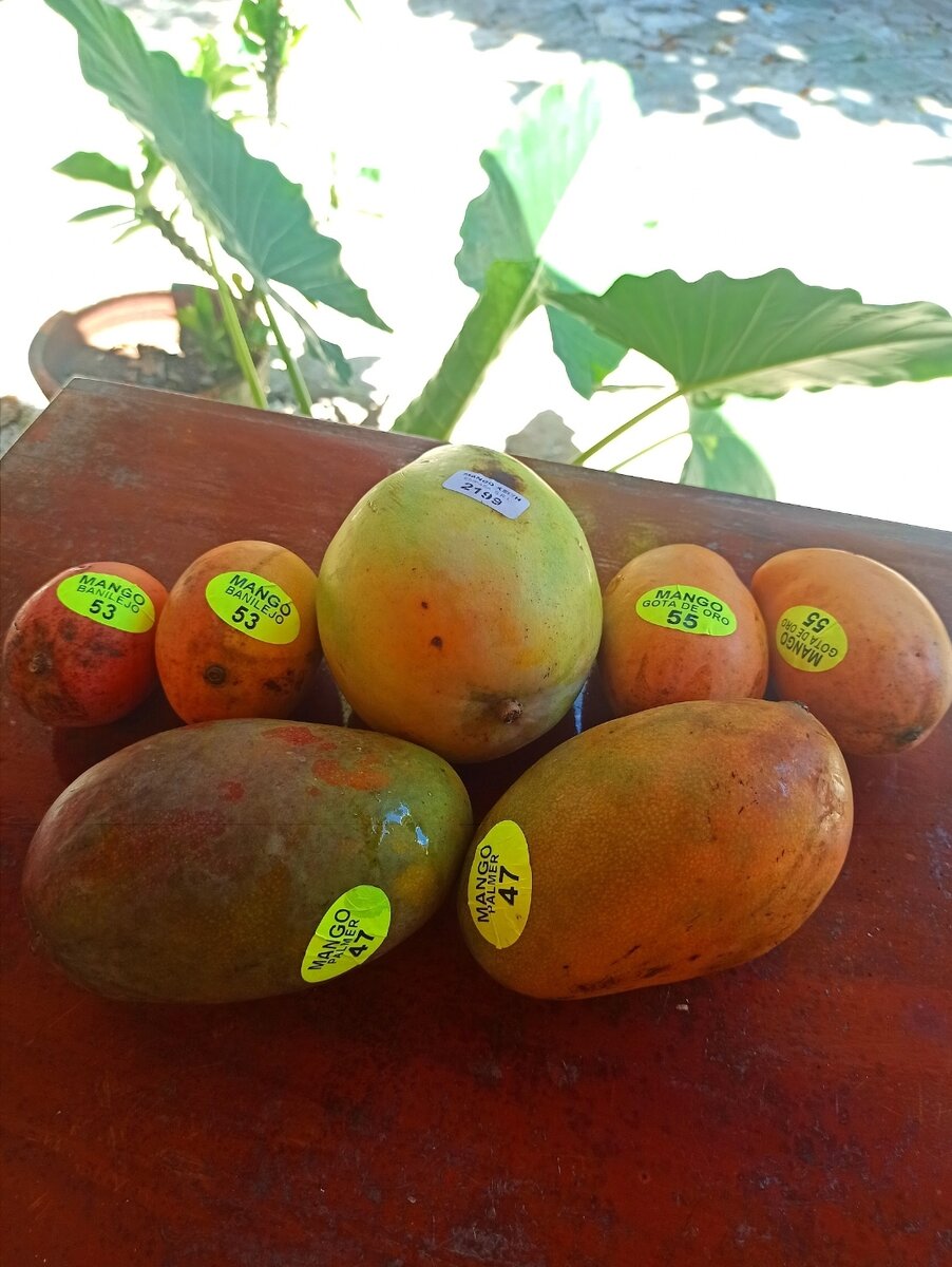 манго с супермаркета, сорта даже подписаны