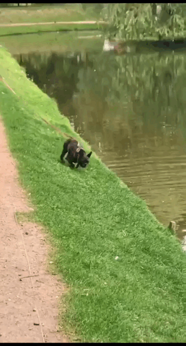 Юси выбрала атаковать карпов в пруду 😆