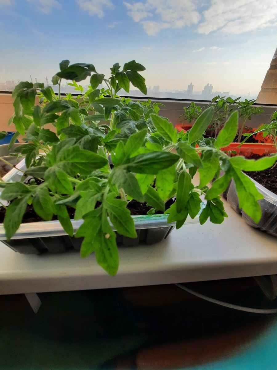 Томаты перед пикировкой