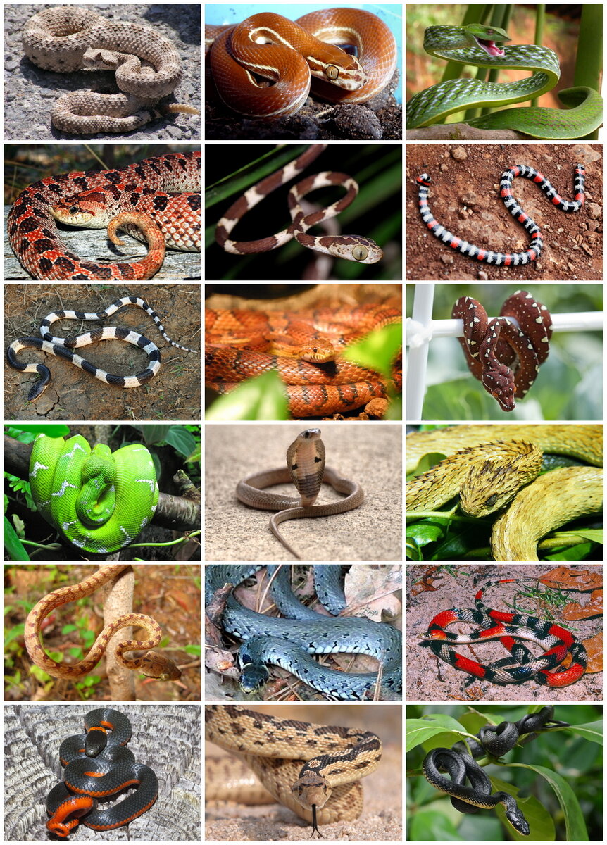 Изображение взято из «Википедии» (https://commons.wikimedia.org/wiki/File:Snakes_Diversity.jpg)