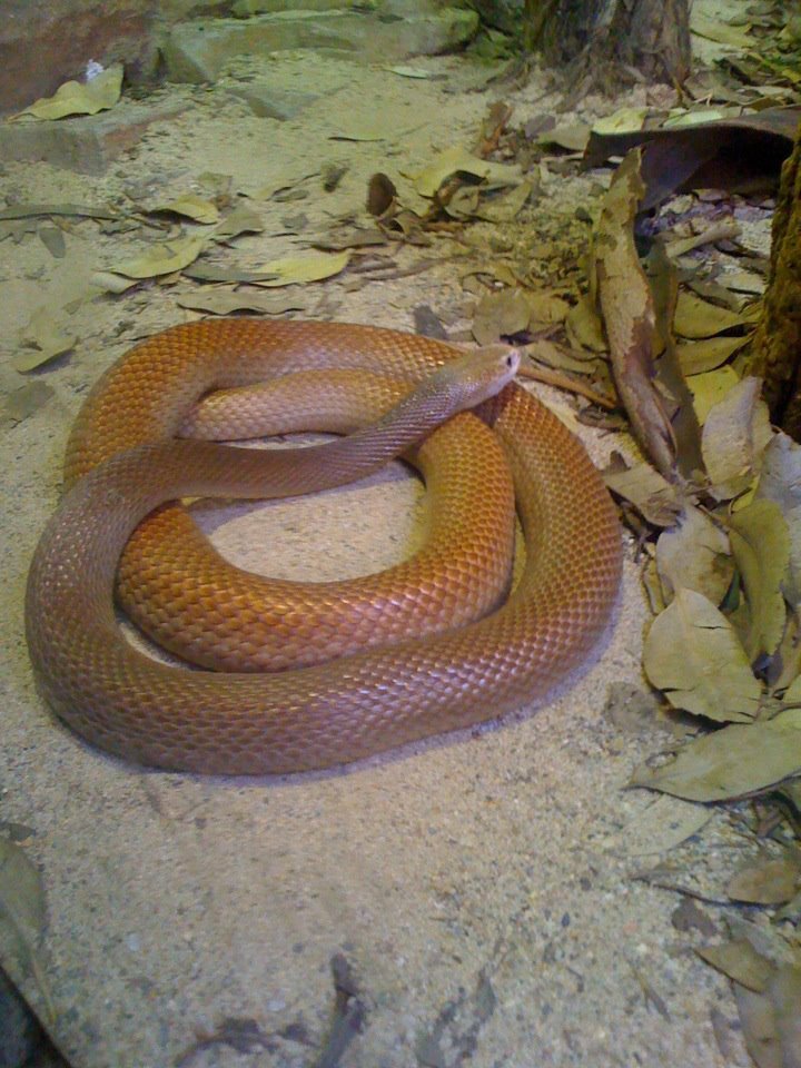 Изображение взято из «Википедии» (https://commons.wikimedia.org/wiki/File:Oxyuranus_scutellatus.jpg)
