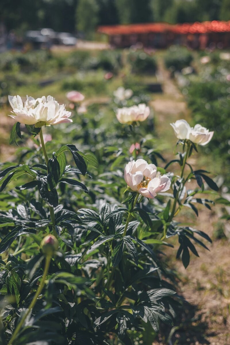 Добавьте описание