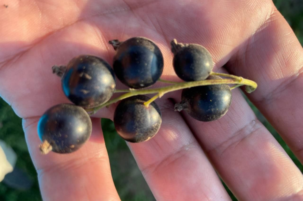    Два новых сорта черной смородины запатентовали в Калужской области